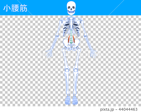 小腰筋4 44044463