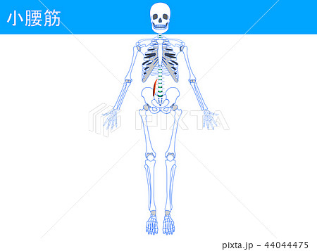 小腰筋3 44044475