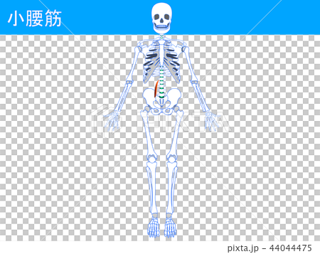 小腰筋3 44044475