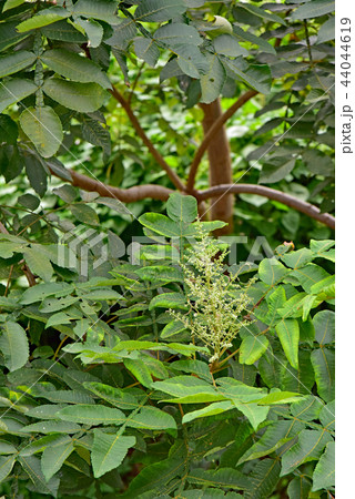 漆の花 44044619