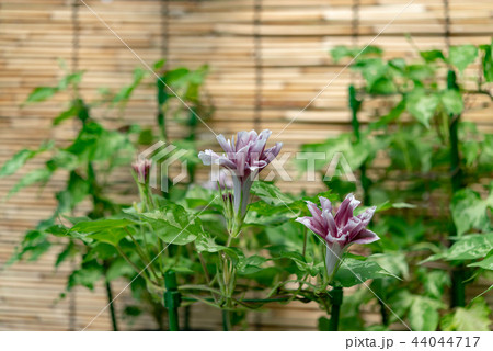 アサガオ423 44044717