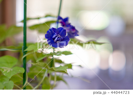 アサガオ429 44044723