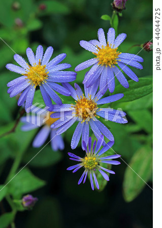 朝露が降りたノコンギクの花　福島県只見町 44044725