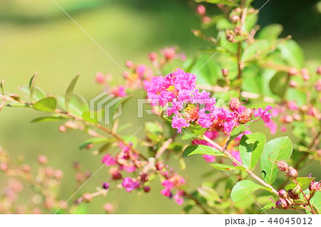 サルスベリの花 サルスベリの花 44045012