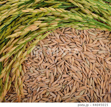 Thai Jasmine rice on a background 44045015