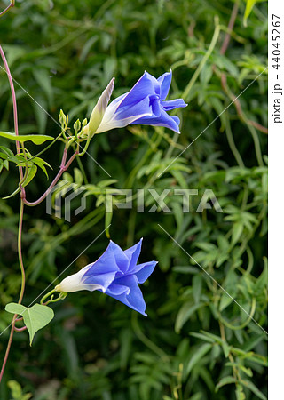 アサガオ431 44045267