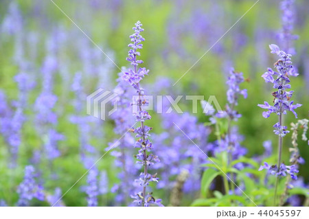 サルビアファリナセアの花 サルビアファリナセアの花 44045597
