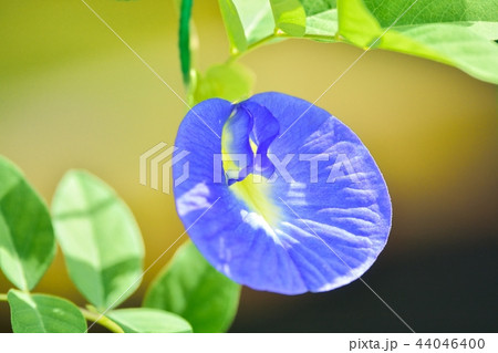 クリトリア（別名：チョウマメ、バタフライピー） 44046400