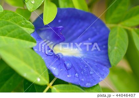 クリトリア 別名 チョウマメ バタフライピー の写真素材