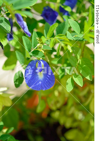 クリトリア(別名:チョウマメ、バタフライピー) クリトリア(別名:チョウマメ、バタフライピー) 44046411