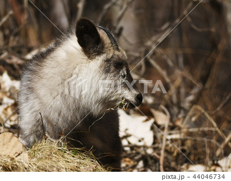 ニホンカモシカ Capricornis crispus Japanese serow 特別天然記念物 ニホンカモシカ Capricornis crispus Japanese serow 特別天然記念物 44046734
