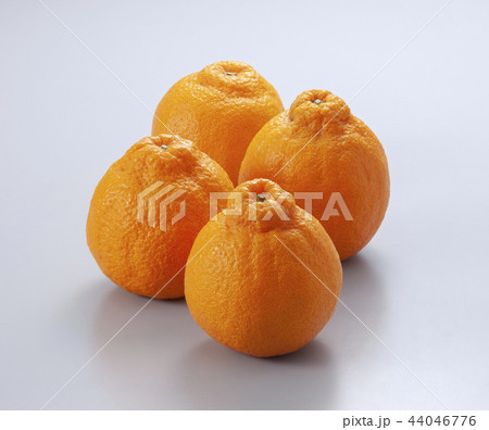 デコポン デコポン 44046776