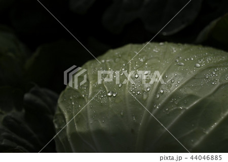 高原キャベツ　キャベツ　キャベツ畑　野菜畑　農業　高原　嬬恋村　群馬県　野菜　嬬恋キャベツ 44046885
