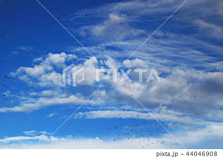 秋の空を飛ぶ鳩の群れ 44046908