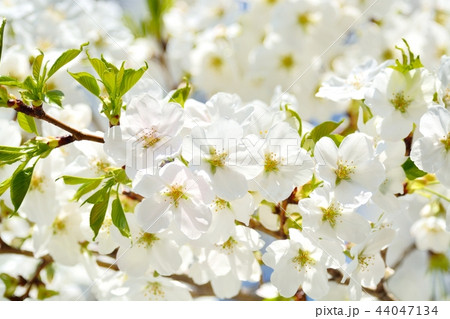 満開の天城吉野桜 44047134