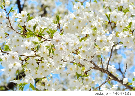 満開の天城吉野桜 満開の天城吉野桜 44047135