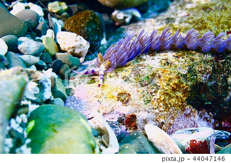 ムカデノウミウシ（5cm  葉山沖） 44047146