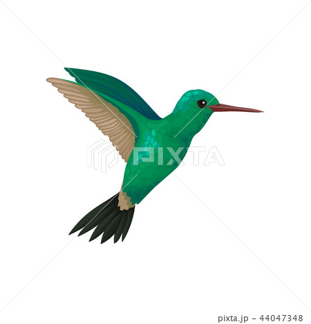 Flying hummingbird, tiny colibri with bright turquoise plumage vector Illustration on a white 44047348