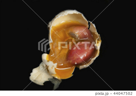 The dead embryo of a pigeon's bird. The dead embryo of a pigeon's bird. 44047502