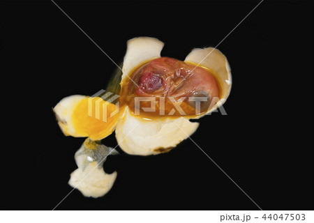 The dead embryo of a pigeon's bird.  44047503