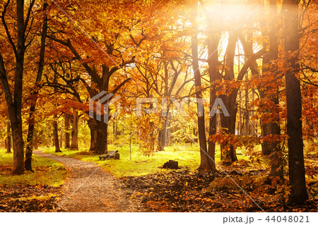 Old wooden bench in the autumn park Old wooden bench in the autumn park 44048021