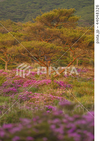 つつじヶ丘 44048326