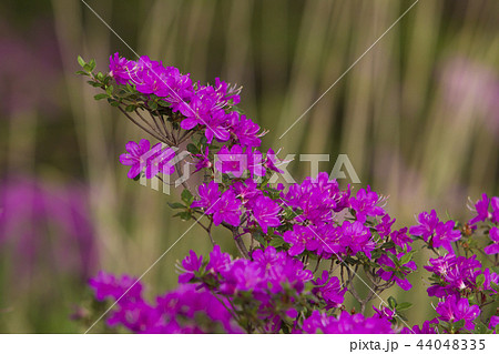 ミヤマキリシマ 44048335