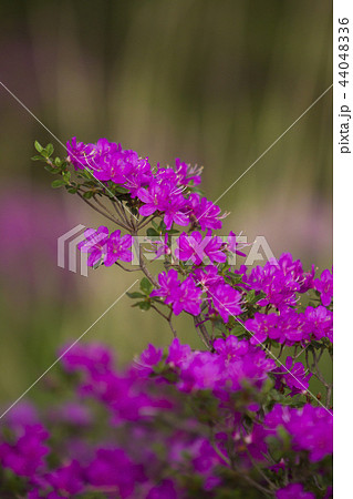 ミヤマキリシマ 44048336