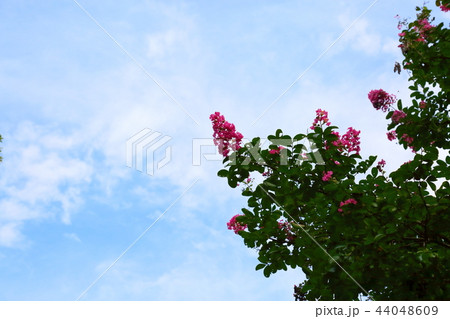 サルスベリの花 サルスベリの花 44048609