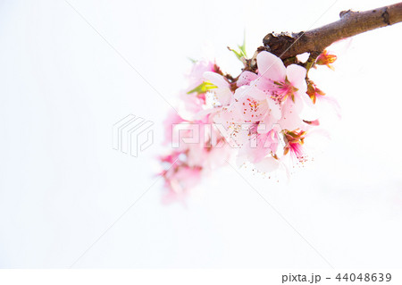 図画 韓国 花の写真素材