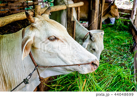 Raising cattle and livestock Raising cattle and livestock 44048699