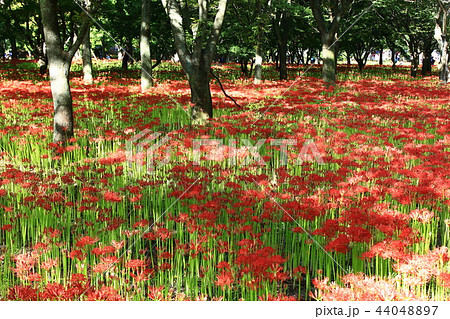 コトムルト 秋 花 44048897