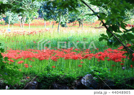 コトムルト 秋 花 44048905