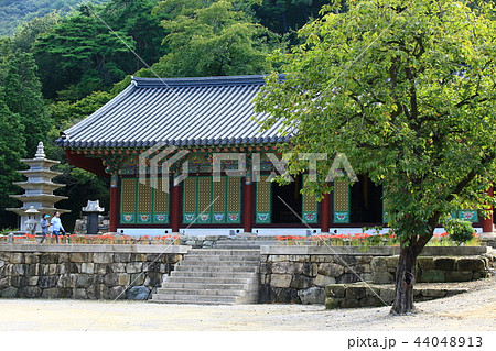 コトムルト 秋 花 44048913