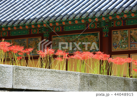 コトムルト 秋 花 44048915