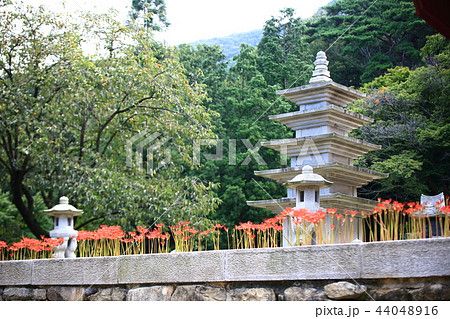 コトムルト 秋 花 44048916