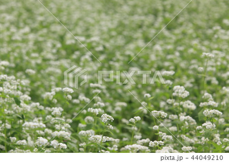 満開の蕎麦畑 44049210