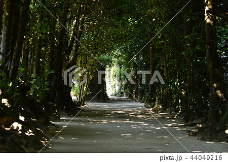 沖縄のフクギ並木 44049216