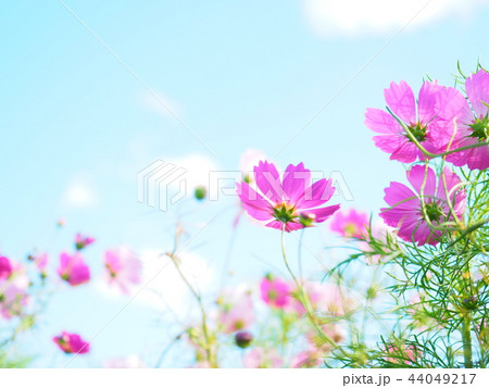 青空とコスモス 44049217