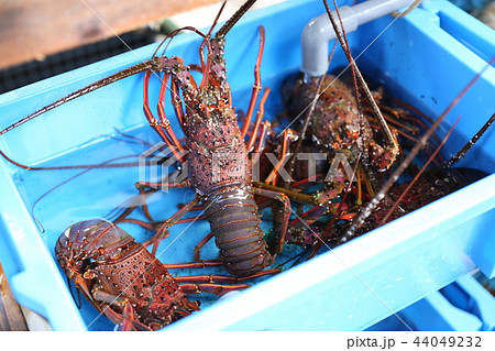 伊勢海老 伊勢海老 44049232