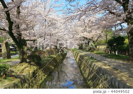 哲学の道　桜景色 44049502