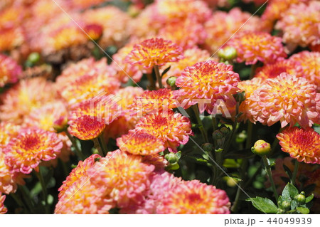 満開のポットマムの花の写真素材