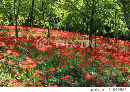 コトムルト 秋 花 44049965