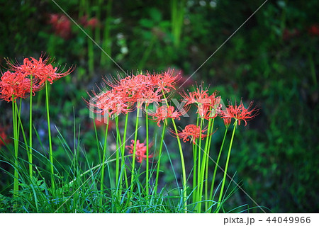 コトムルト 秋 花 44049966
