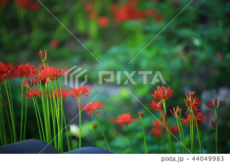 コトムルト 秋 花 44049983