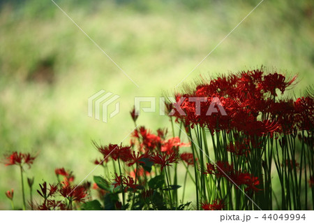 コトムルト 秋 花 44049994