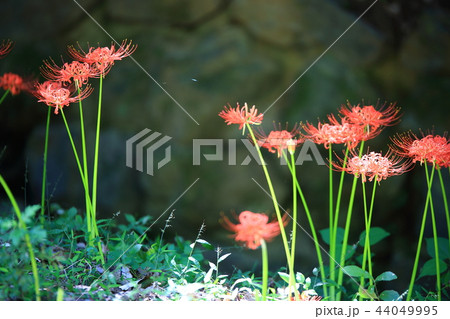 コトムルト 秋 花 44049995