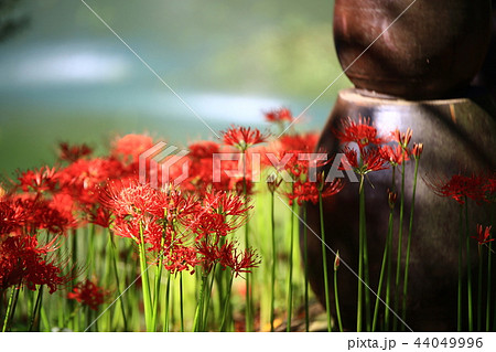 コトムルト 秋 花 44049996