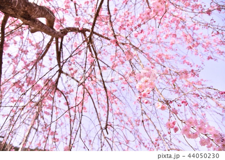 枝垂桜 44050230