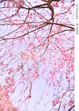 枝垂桜 44050231
